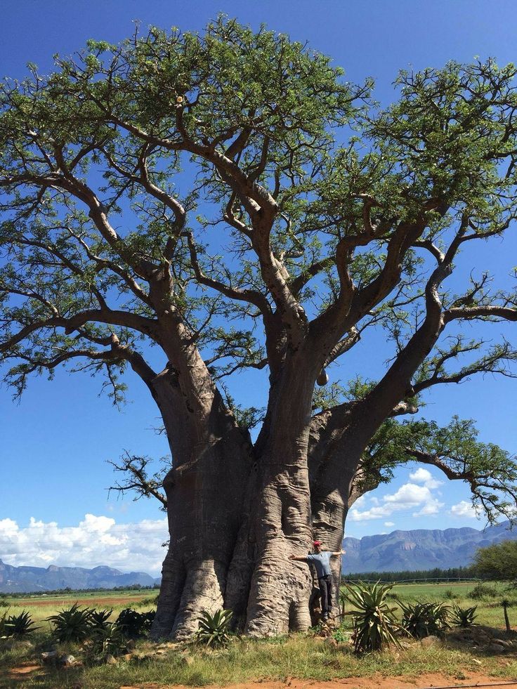 Baobab tree