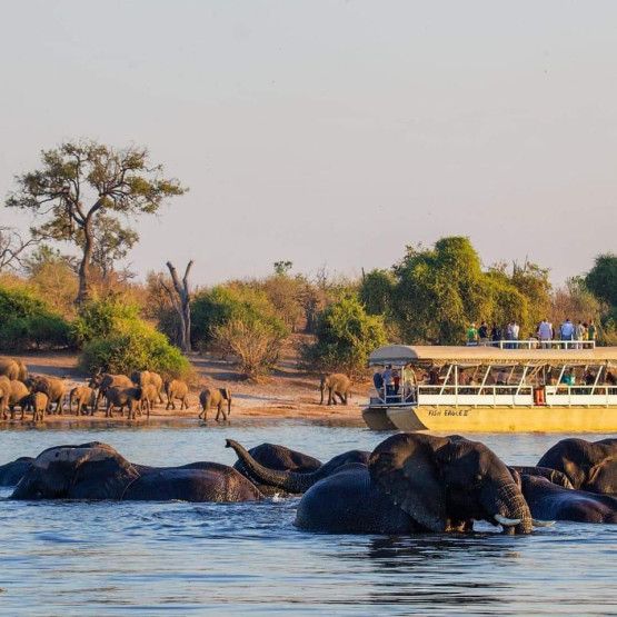Elephants in Chobe