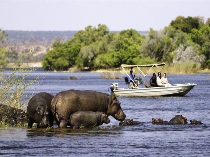 Hippos in water