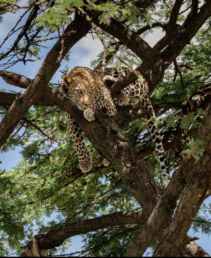 Leopard in tree