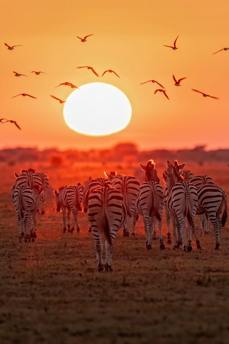 Sunset zebras